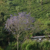 Jacaranda mimosifolia D.Don